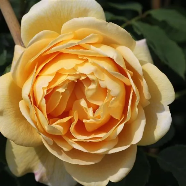 Kletterrose 'Golden Gate'® ADR - Rosa 'Golden Gate'® Kletterrose 'Golden Gate'® ADR - Rosa 'Golden Gate'®