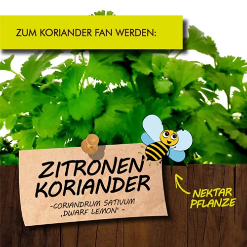 Bio Zitronen-Koriander