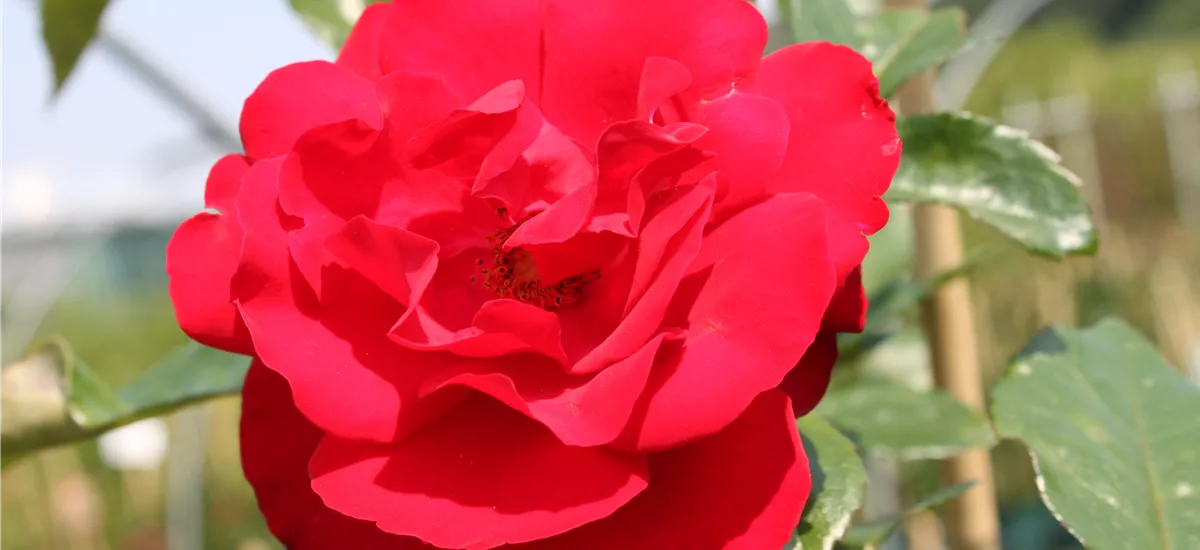 Rosa 'Grandhotel'® 5 Liter Topf 