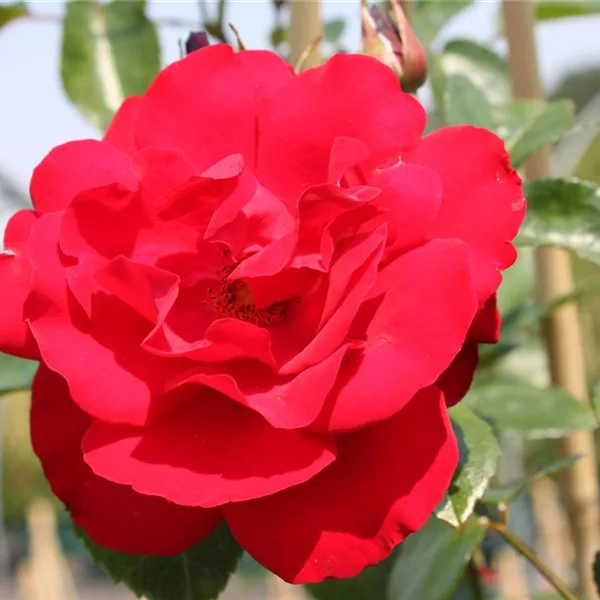 Rosa 'Grandhotel'®