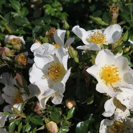 Zwergrose 'Sonnenröschen'® ADR