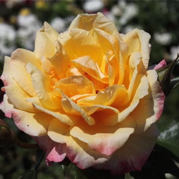 Kletterrose 'Moonlight'®