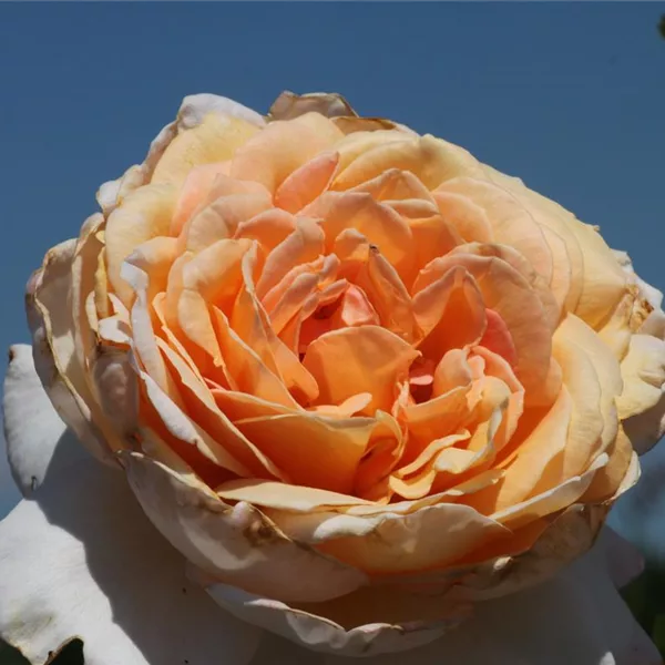 Edelrose 'Großherzogin Luise'®