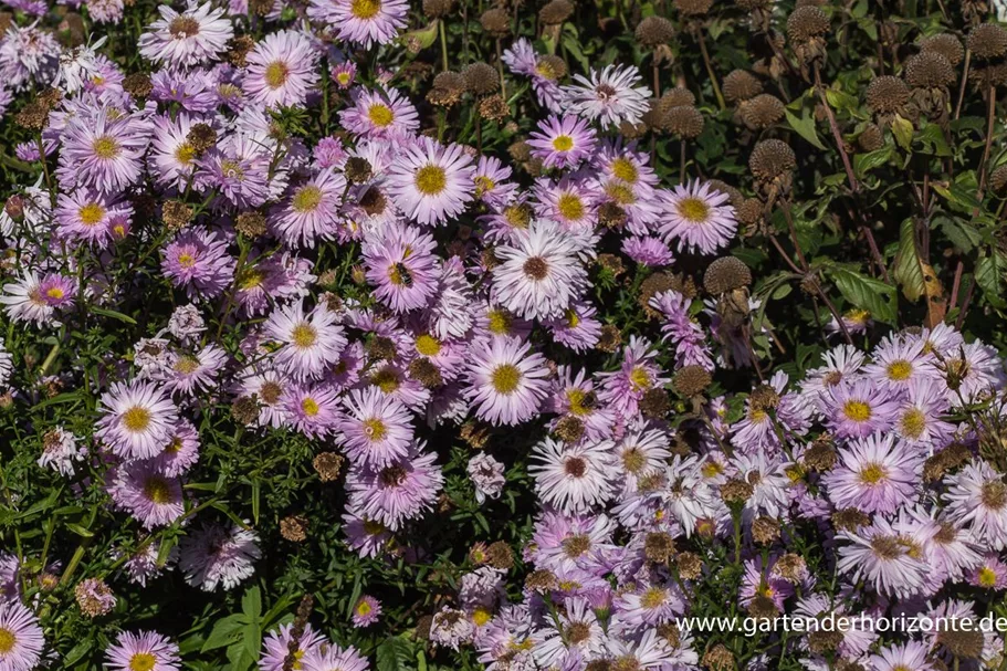 Glattblatt-Aster 'Fellowship' 1 Liter Topf