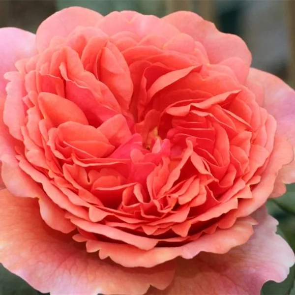 Nostalgische Rose 'Chippendale'®