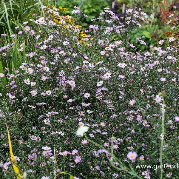 Glattblatt-Aster 'Le Vasterival'