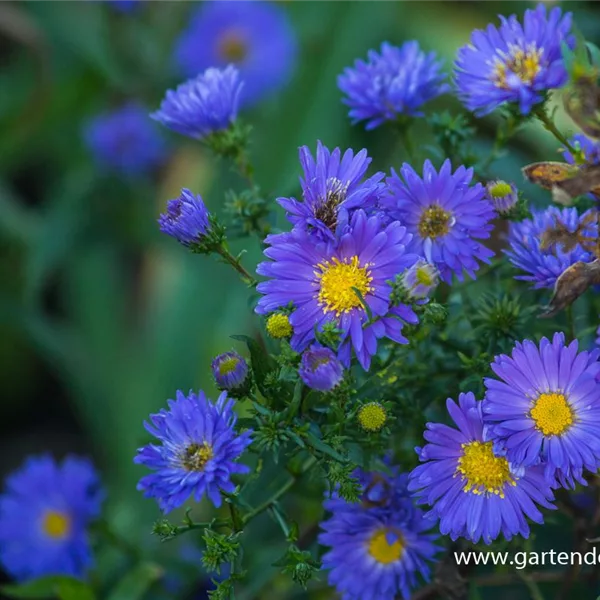 Glattblatt-Aster 'Pyramide'