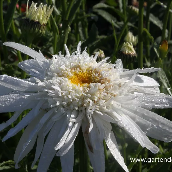 Gefüllte Sommer-Margerite 'Christine Hagemann'