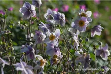 Herbst-Anemone 'Ruffled Swan'® 9 x 9 cm Topf 0,5 Liter 