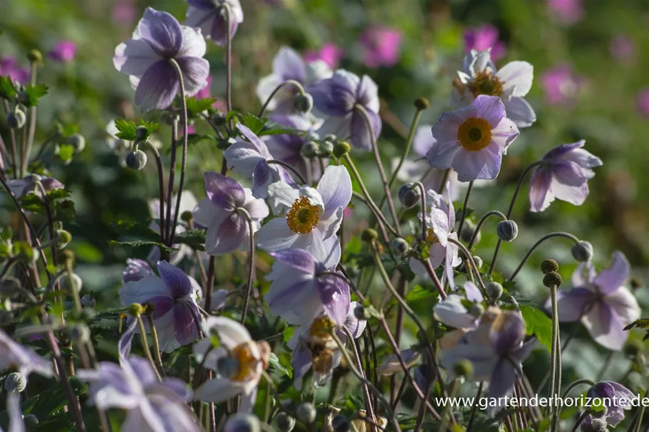 Herbst-Anemone 'Ruffled Swan'® 9 x 9 cm Topf 0,5 Liter 