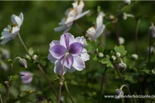Herbst-Anemone 'Ruffled Swan'® 9 x 9 cm Topf 0,5 Liter 