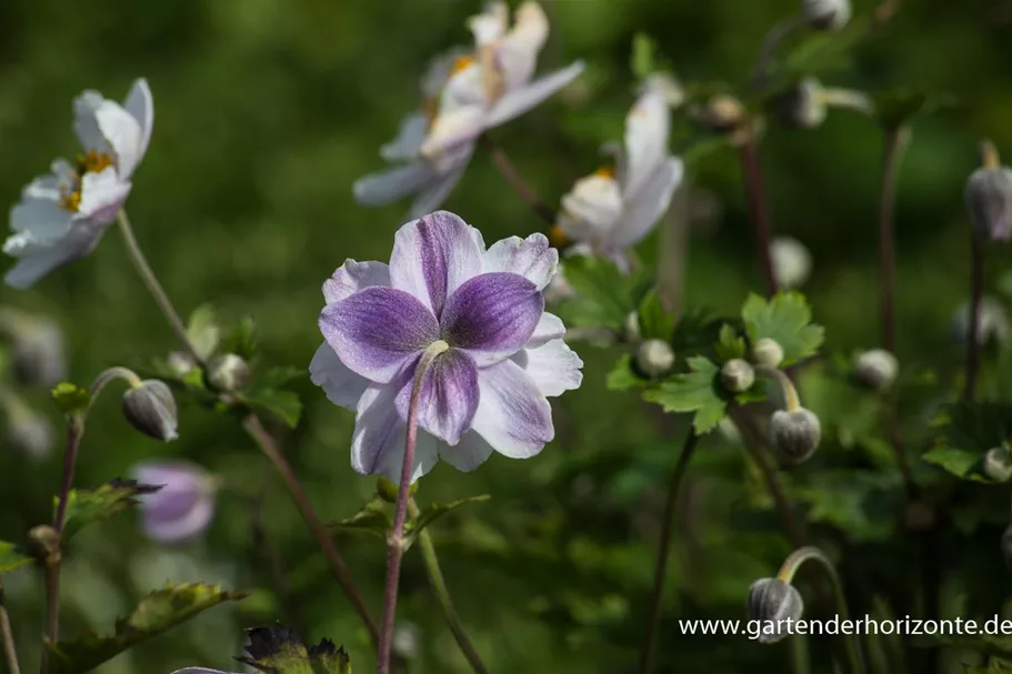 Herbst-Anemone 'Ruffled Swan'® 9 x 9 cm Topf 0,5 Liter 
