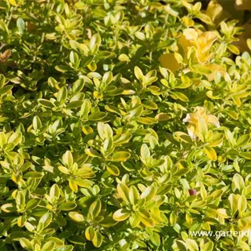 Gelblicher Feld-Thymian 'Aureus'