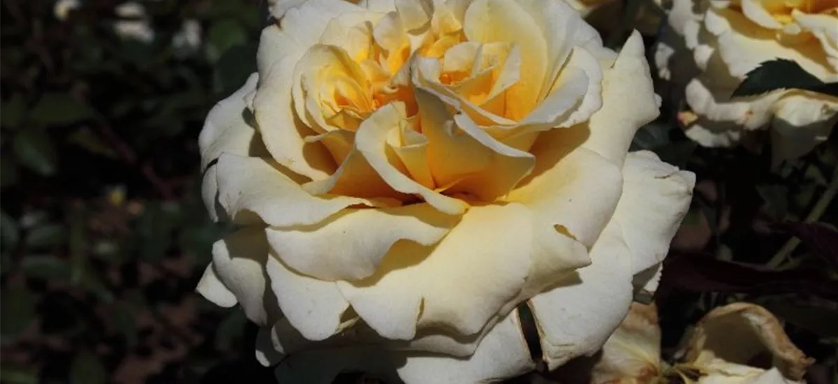 Rosa 'Sunny Sky' ® 5 Liter Topf, 3 Stäbe 