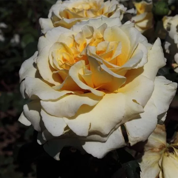 Rosa 'Sunny Sky' ®
