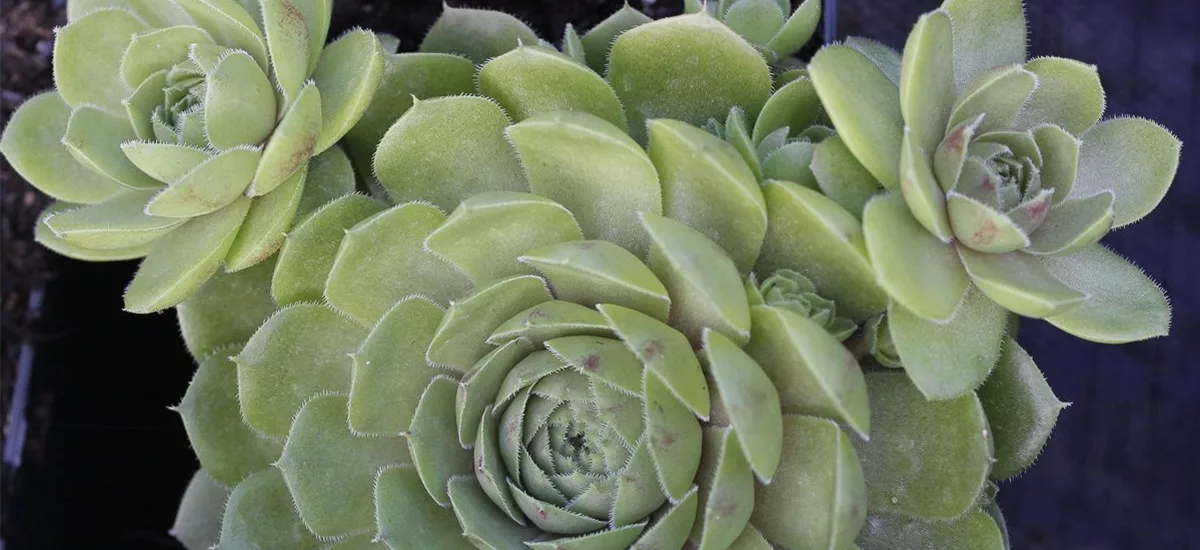 Garten-Hauswurz 'Zirkon' 0,5 Liter Topf