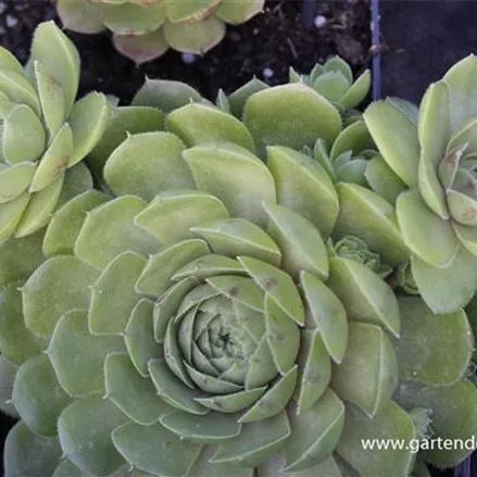 Garten-Hauswurz 'Zirkon'
