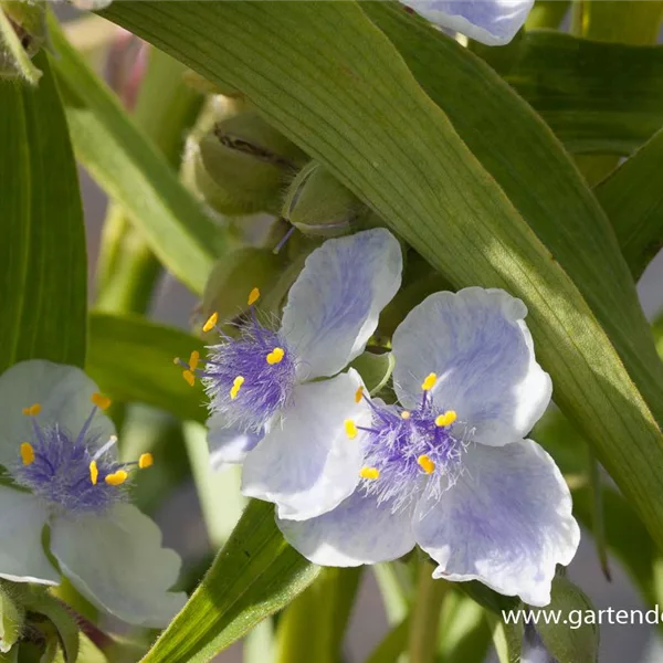 Dreimasterblume 'Osprey'