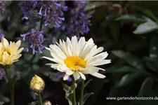 Großblumige Sommer-Margerite 'Broadway Lights' 1,3 Liter Topf