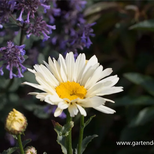 Großblumige Sommer-Margerite 'Broadway Lights'