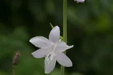 Duftende Lilien-Funkie 'Venus' 2 Liter Topf