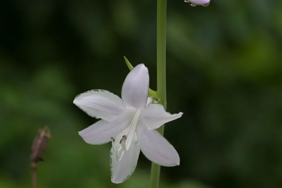 Duftende Lilien-Funkie 'Venus' 2 Liter Topf