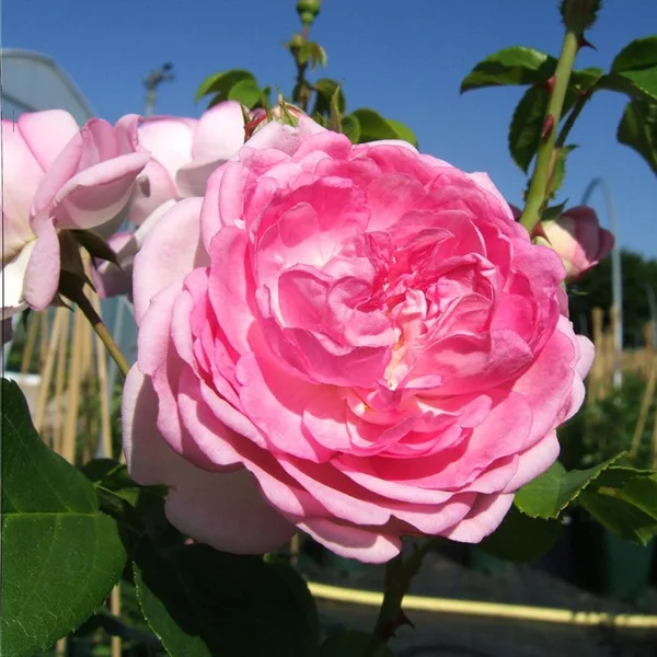 Kletterrose 'Jasmina'®ADR