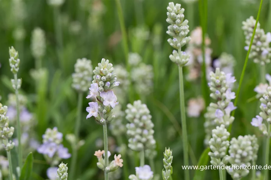 Lavendel 'Ellagance Ice' 9 x 9 cm Topf 0,5 Liter