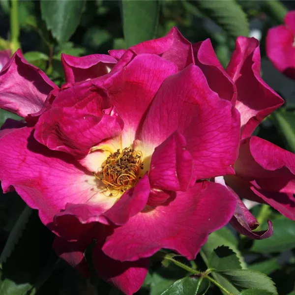 Bodendeckerrose 'Weg der Sinne'® ADR - Rosa 'Weg der Sinne'® Bodendeckerrose 'Weg der Sinne'® ADR - Rosa 'Weg der Sinne'®