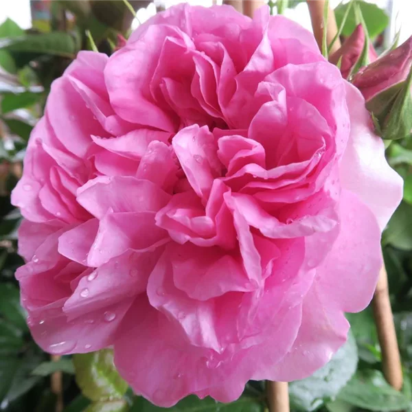 Beetrose 'Pompadour'®