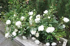 Rosa 'White Babyflor' 4 Liter Topf