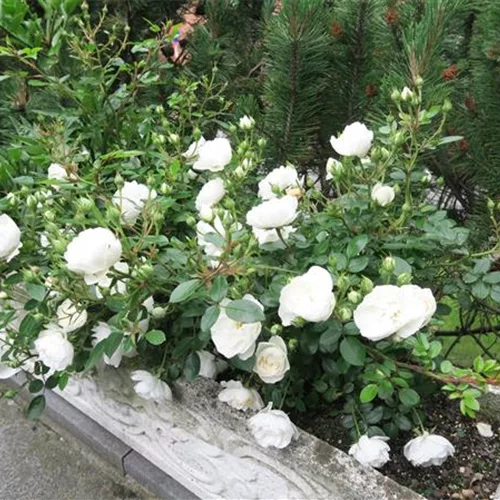 Rosa 'White Babyflor' 