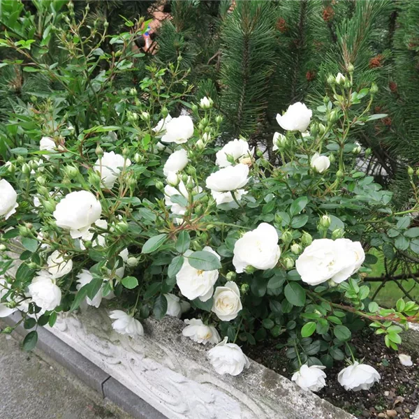 Rosa 'White Babyflor' 