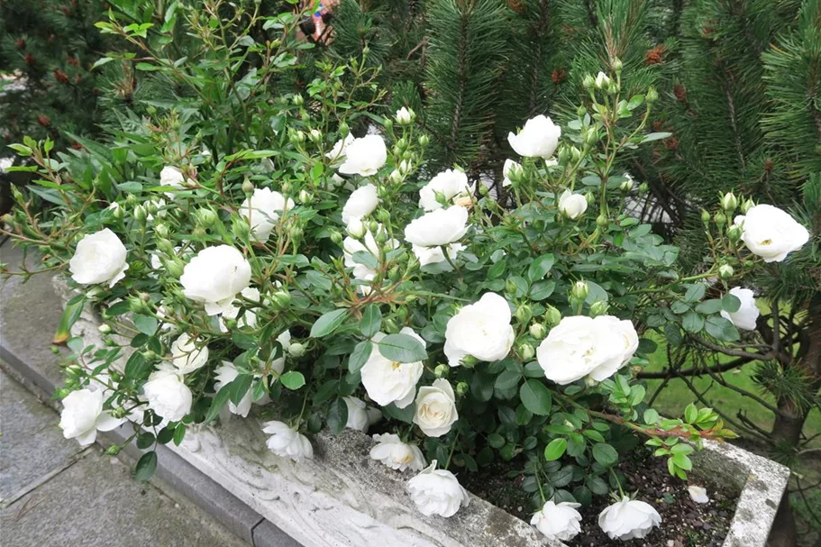 Rosa 'White Babyflor' 4 Liter Topf