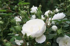 Rosa 'White Babyflor' 4 Liter Topf