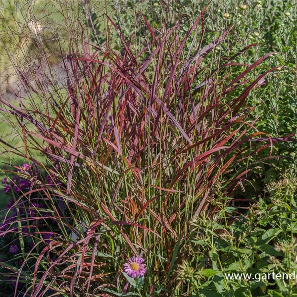 Ruten-Hirse 'Kurt Bluemel'