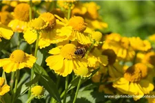 Sonnenbraut 'Kugelsonne' 1 Liter Topf