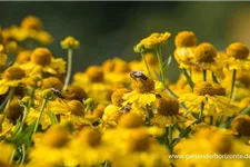 Sonnenbraut 'Kugelsonne' 1 Liter Topf