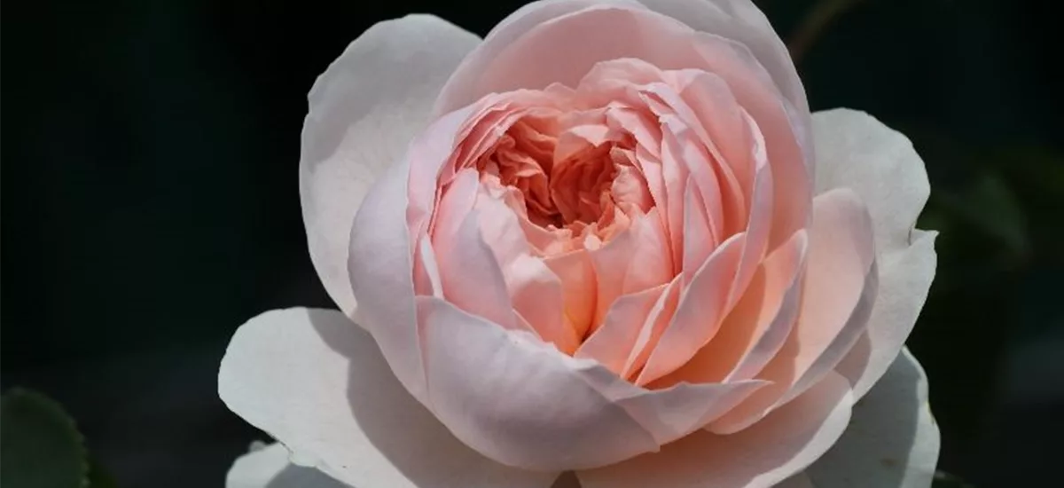 Rosa 'Wildeve' 5 Liter Topf