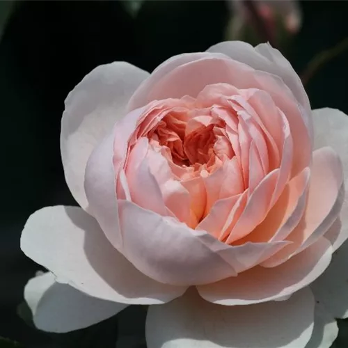 Rosa 'Wildeve' 