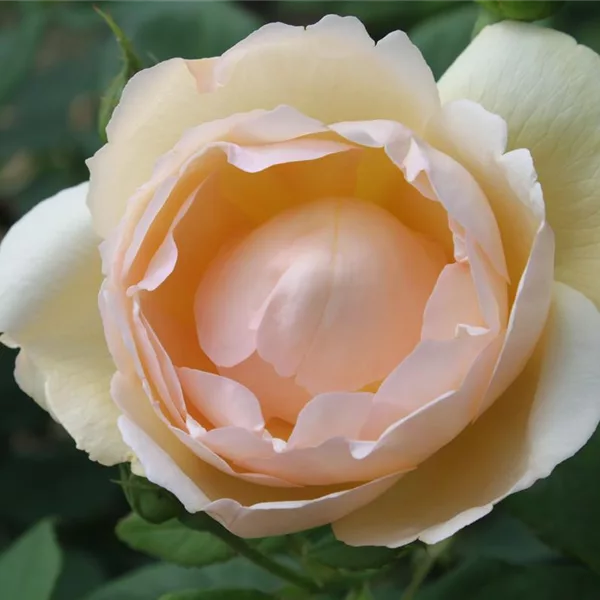 Strauch-und Kletterrose 'Wollerton Old Hall'® 