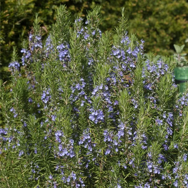 Rosmarin 'Blaulippe'