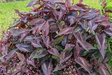 Rotblättriger Knöterich 'Red Dragon' 1 Liter Topf
