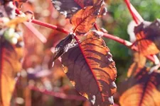 Rotblättriger Knöterich 'Red Dragon' 1 Liter Topf