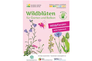 Heimische Wildblüten aussäen - Wildstauden pflanzen Heimische Wildblüten aussäen - Wildstauden pflanzen