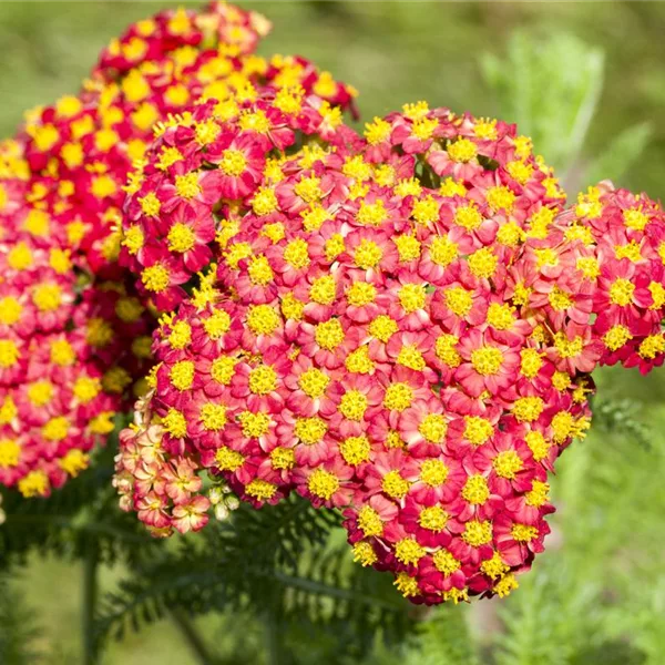 Hohe Gold-Garbe 'Feuerland'