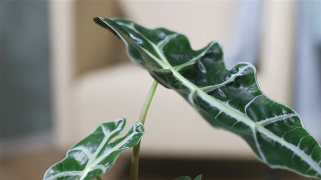Pfeilblatt (Alocasia) - Einpflanzen in ein Gef