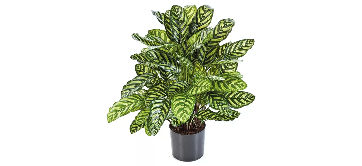 CALATHEA Kunstpflanze 80 cm