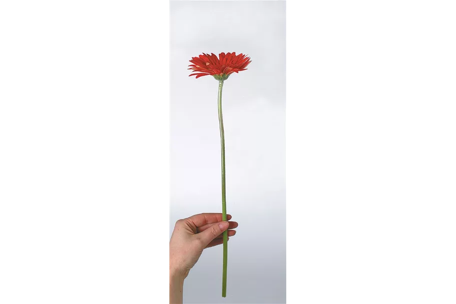 GERBERA Abschnitte 0,15/17 cm