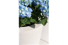 POLYSTONE CONICAL Pflanzgefäß 43/80 cm, creme